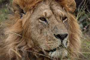 From Nairobi: 2-Night Maasai Mara Safari & Game Drives