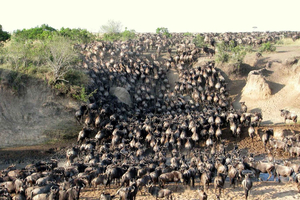 Vanuit Nairobi: 3-daagse Maasai Mara-safari met Landcruiser-terreinwagen