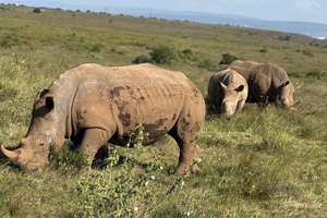 Z Nairobi: 4-dniowa wycieczka konna po Maasai Mara i jeziorze Nakuru