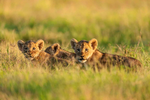 Von Nairobi: 5 Tage Amboseli und Tsavo private Safari