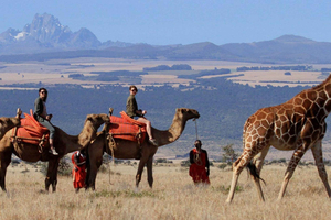 From Nairobi: Camelback Wildlife Safari with Transfer & Meal