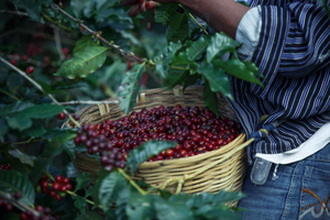 From Nairobi: Coffee Farm Tour and Paradise Lost Day Trip