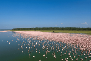 From Nairobi: Lake Elementaita Camping and Hot Springs Tour