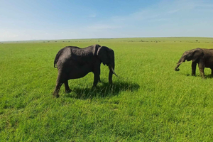 Vanuit Nairobi: Maasai Mara-safari en culturele ervaring met de Maasai