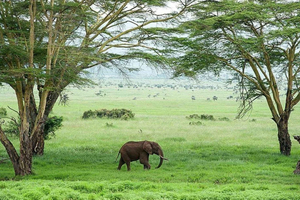 Excursión guiada de un día a Lewa Conservancy desde Nairobi