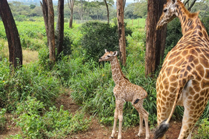 Giraffe Center, Blixen Museum, & Traditional Dance Show Tour