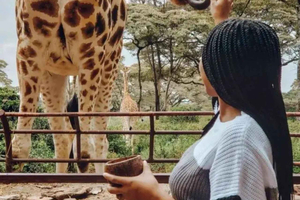 Experiencia guiada de alimentación de jirafas en el Giraffe Centre