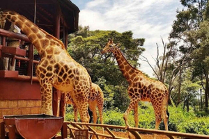 Visita el Museo Karen Blixen, el Centro de Jirafas y Kobe Beads