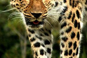 Kenya: 6-Day Camping Safari Group Joining