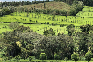 Kericho: Tea Plantation Tour with Tasting and Pickup