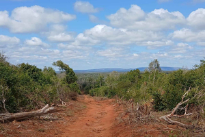 Kilifi: Half day tour to Arabuko Sokoke Forest Reserve