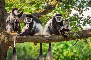 Kwale: Private day tour to Shimba Hills with Picnic lunch