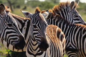 Laikipia: Camel Caravan Walk and Lunch Experience