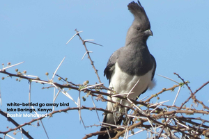 Lake Baringo: vogels kijken en natuurwandeling met gids