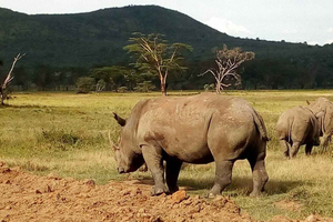 Excursión de un día al Parque Nacional del Lago Nakuru desde Nairobi