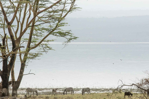 Lake Nakuru National Park: Daytrip in a 4X4 Private Jeep