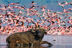 Park Narodowy Lake Nakuru: prywatne safari z przejażdżkami po rezerwacie