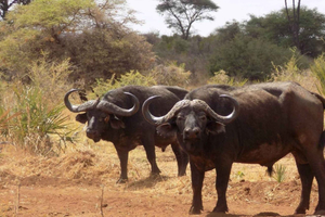 Lodwar: Central Island National Park Guided Day Trip