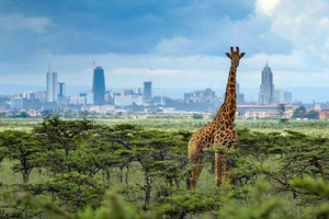 Maasai Mara Day Trip with Masai village breakfast
