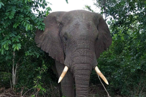 Malindi/Watamu: Half day adventure in Arabuko Sokoke Forest