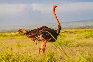 Mombasa: 4-Day Tsavo East-Amboseli-Tsavo West Parks Safari