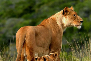 Mombasa och Diani: 3-dagars budget-safari i Tsavo East och Amboseli