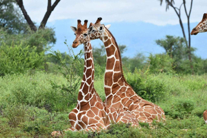 Mombasa/Diani: Taita Hills 2-Day Safari with Meals & Pickup