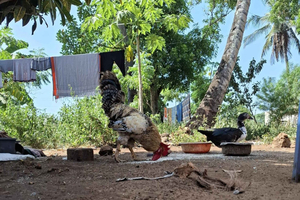 Mombasa: Village Tour, Fishing Experience, and Meal
