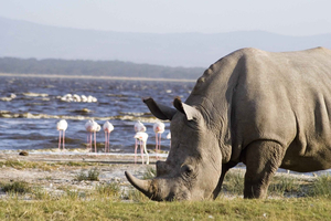 Nairobi:1-Day Lake Nakuru Flamingos & Rhino Sanctuary Safari