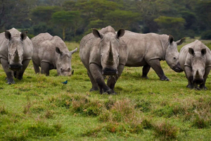 Nairobi: 1-dags udflugt til Ol Pejeta med guide og transport