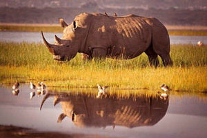 Nairobi:2 Day Hells Gate, Lake Naivasha & Lake Nakuru Safari