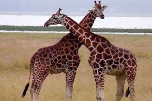 Nairobi: 2-Day Lake Nakuru, Baringo, and Naivasha Tour