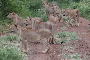 Nairobi: 3 Days 2 nights Maasai Mara group joining safari