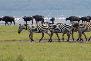 Nairobi: safari en grupo de 5 días por Masái Mara, el lago Nakuru y Naivasha