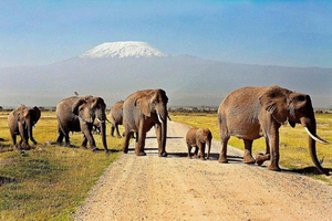 Nairobi: Amboseli National Park Day Trip Sunrise Safari