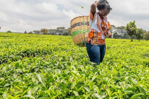Nairobi: Coffee and Pastry Tour with Tastings