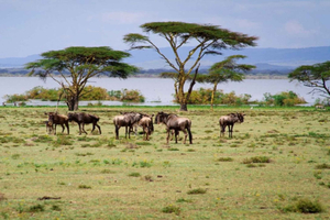 Nairobi: Crescent Island Day Trip with Hotel Pickup