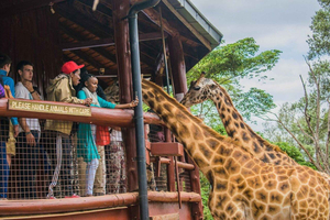 Nairobi: experiencia de alimentación de jirafas y fotografía