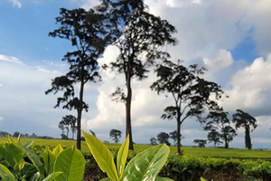 Nairobi: Guidet tur på teplantage med naturskøn udsigt