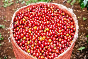Nairobi: Half day Coffee Farm tour with a local guide
