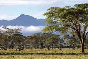 Nairobi: Horseback Wildlife Safari with Transfers and Lunch