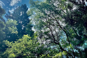 Nairobi: Rundvandring i Karura-skogen