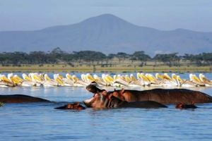 Nairobi: Lake Naivasha & Amboseli National Park 3-day safari