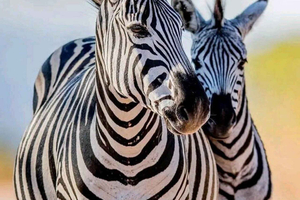 Nairobi: safari por el lago Naivasha y experiencia en una finca de café