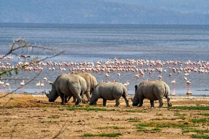 Nairobi: Lake Nakuru Park and Lake Naivasha Boat Ride
