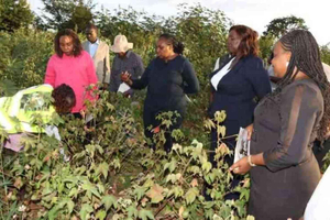 Nairobi: Mbeere Farm-ervaring met lokale gastheer/-vrouw