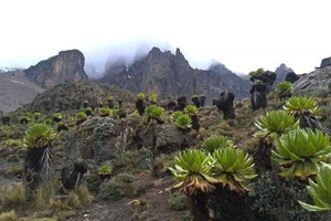 Nairobi: jednodniowa wędrówka na Mount Kenya z lokalnym przewodnikiem i transportem