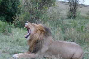 Hel- eller halvdagstur med guide i Nairobi nasjonalpark