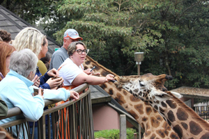 Nairobi National Park & Giraffe Centre: Half-Day Safari
