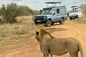 Nairobi National Park Half-Day Game Drive –See Lions, Rhinos